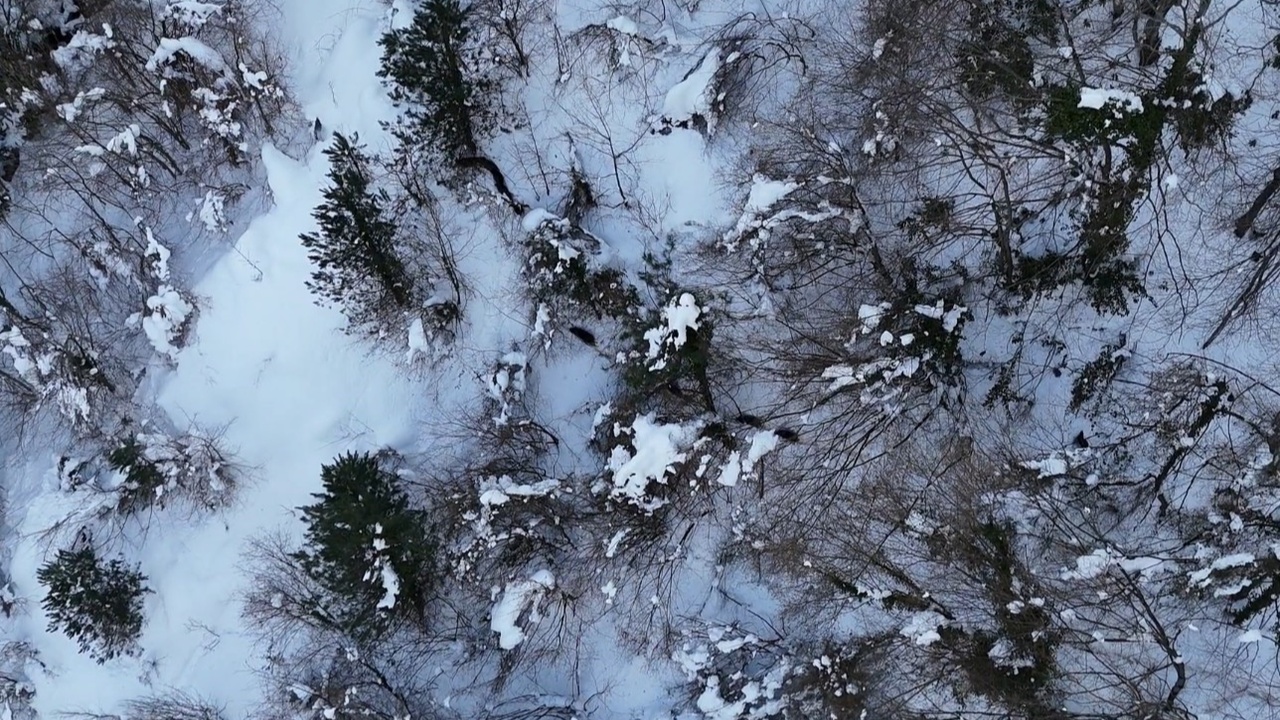 Kastamonu Domuz Sürücü Havadan Görüntülendi (7)