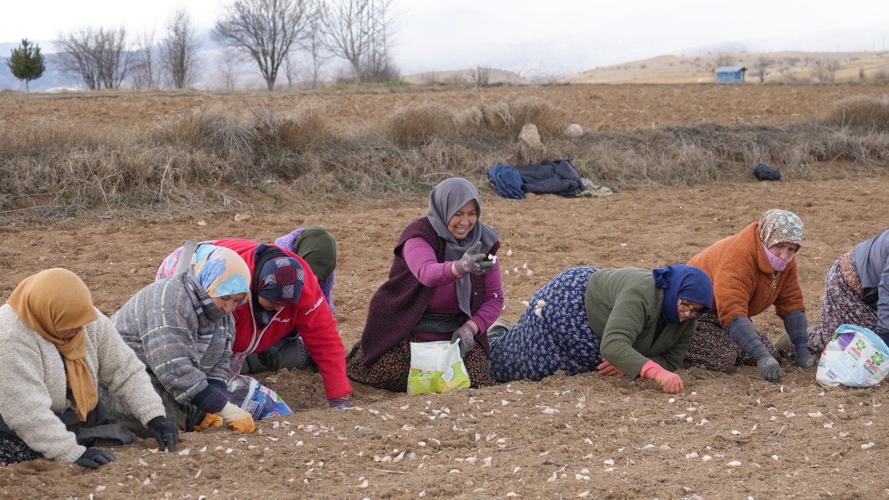 Kastamonu Sarımsak Tarla Kadınlar Düğün (3)