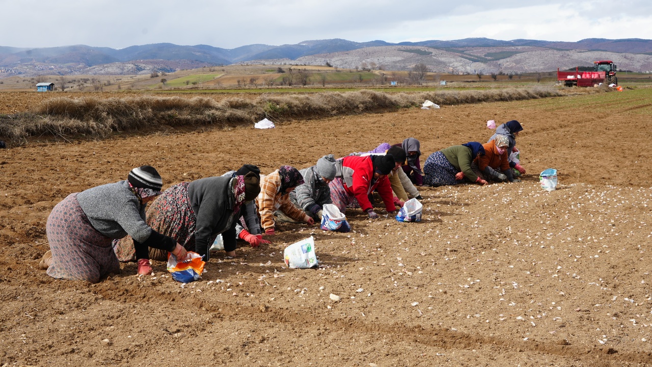 Kastamonu Taşköprü Sarımsak Tarlası (2)