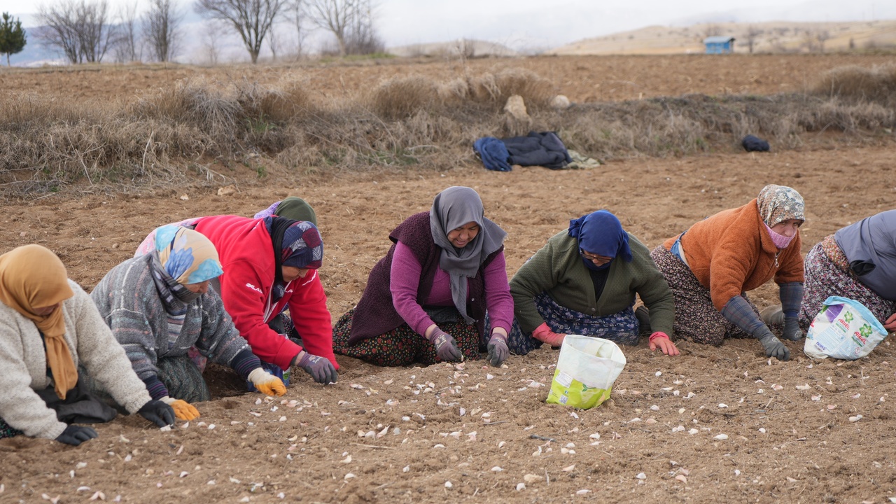 Kastamonu Taşköprü Sarımsak Tarlası (7)