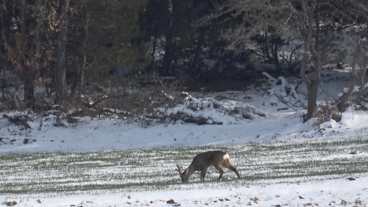 Kastamonu'da Aç Kalan Karacalar Köylere Inerek Otladı 1