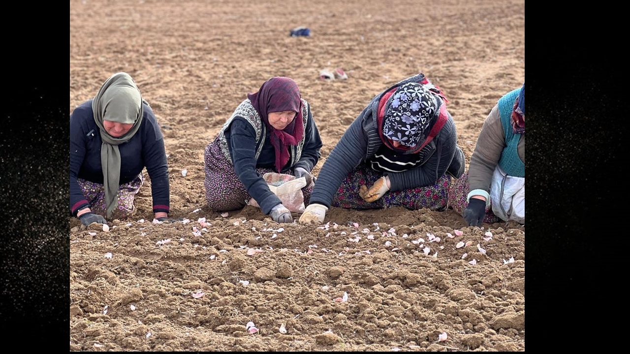 Taşköprü Sarımsak Ekimi Yeniden Başladı 1