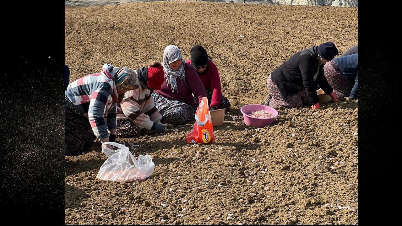 Taşköprü Sarımsak Ekimi Yeniden Başladı 2