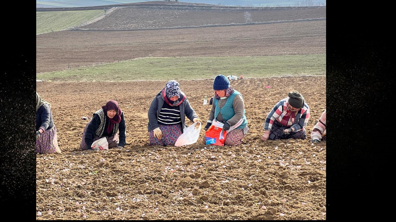 Taşköprü Sarımsak Ekimi Yeniden Başladı 3