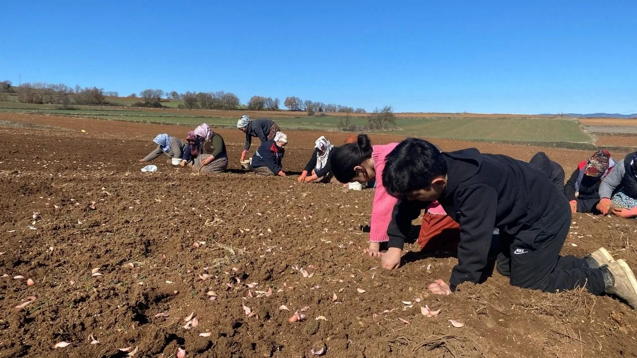 Taşköprü’de Sarımsak Dikimi Hız Kazandı (2)