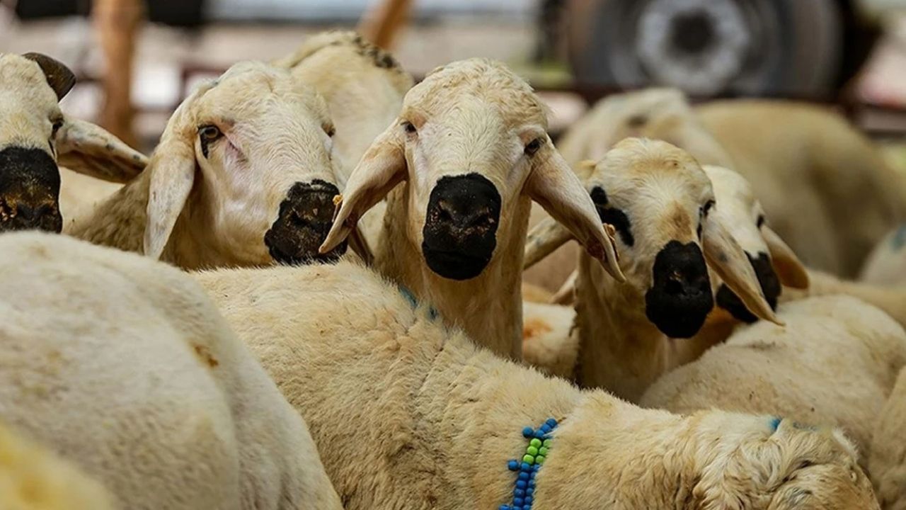 2025 Yılı Vekaletle Kurban Kesim Bedelleri Açıklandı Yurt İçi Ve Yurt Dışı Vekaletle Kurban Kesim Fiyatları Ne Kadar