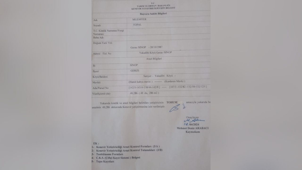 İzinli Ekimden Soruşturmaya Sinop’ta Kenevir Krizi Çiftçi “İzinli Ektim” Diyor! (1)