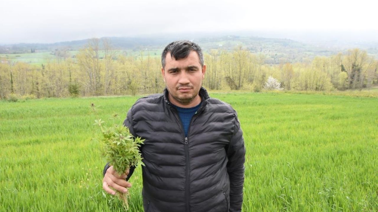 İzinli Ekimden Soruşturmaya Sinop’ta Kenevir Krizi Çiftçi “İzinli Ektim” Diyor! (3)
