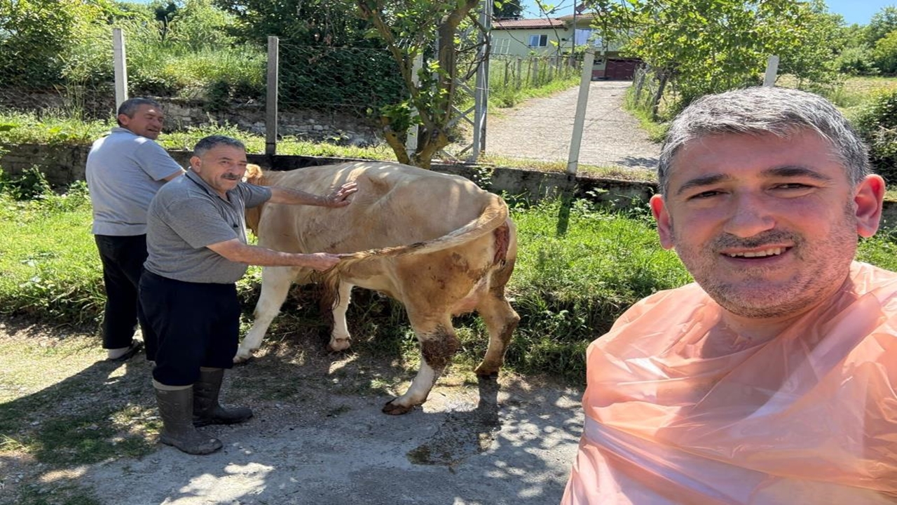 Bartın Çift Başlı Buzağı (1)