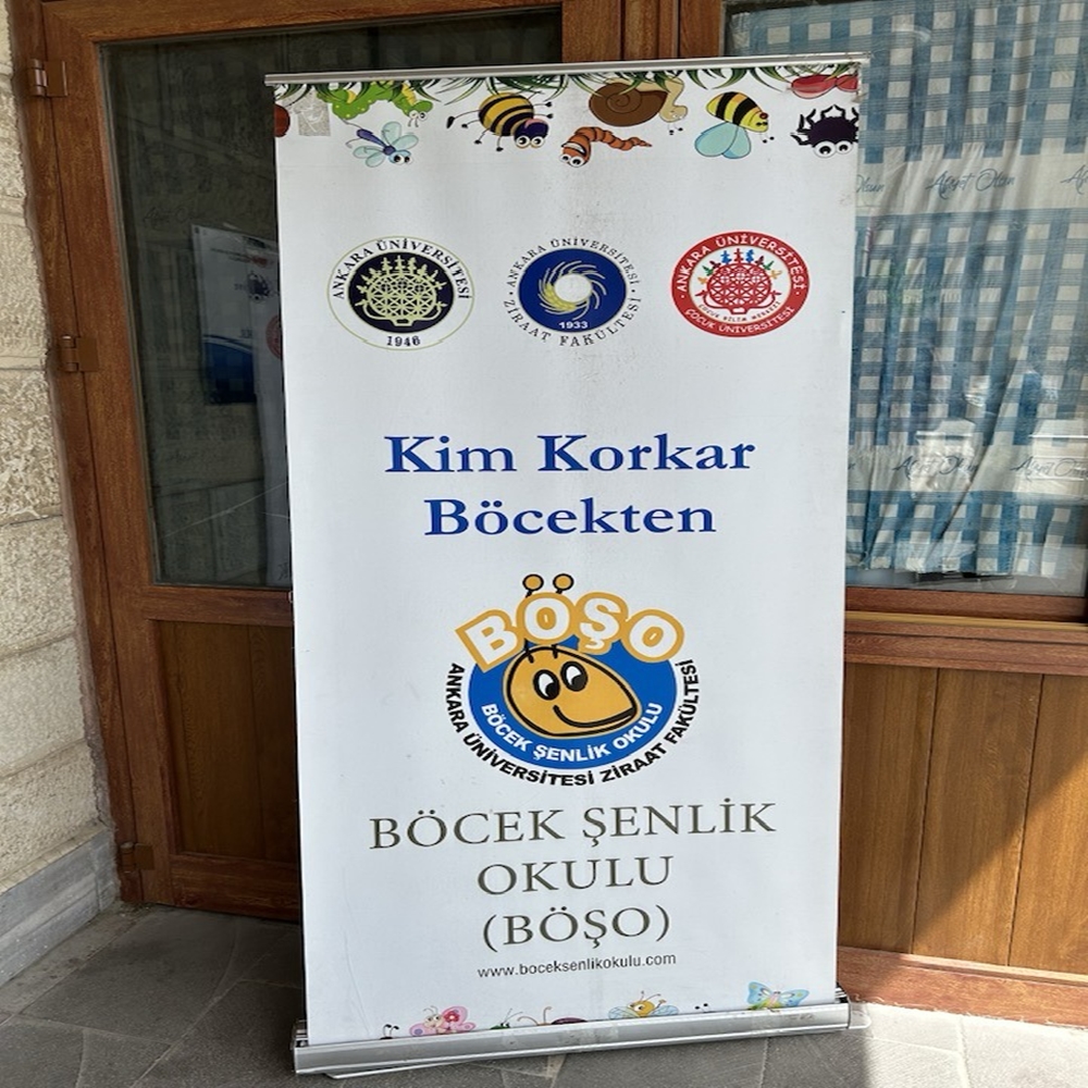 Böşek Şenliği (3)