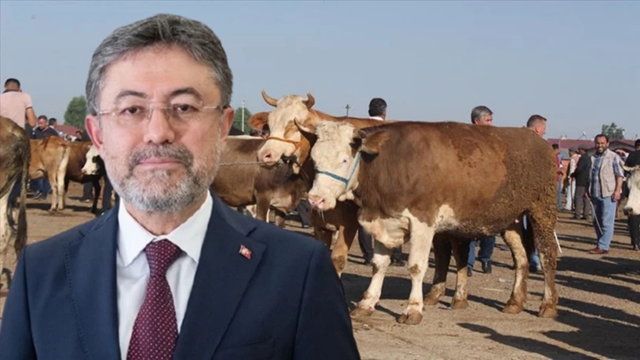 Ibrahim Yumaklı Hayvancılık
