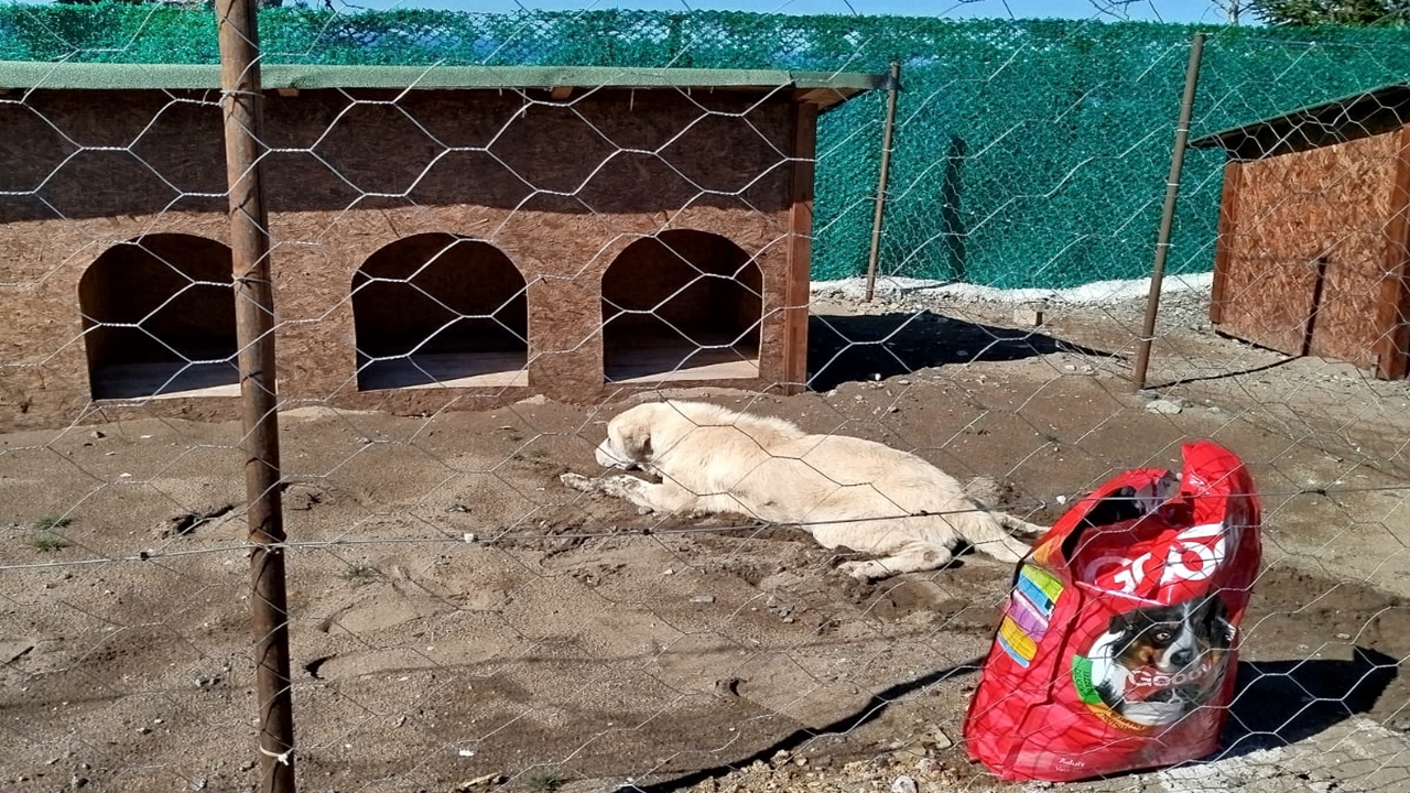 Inebolu Başıboş Köpek (2)