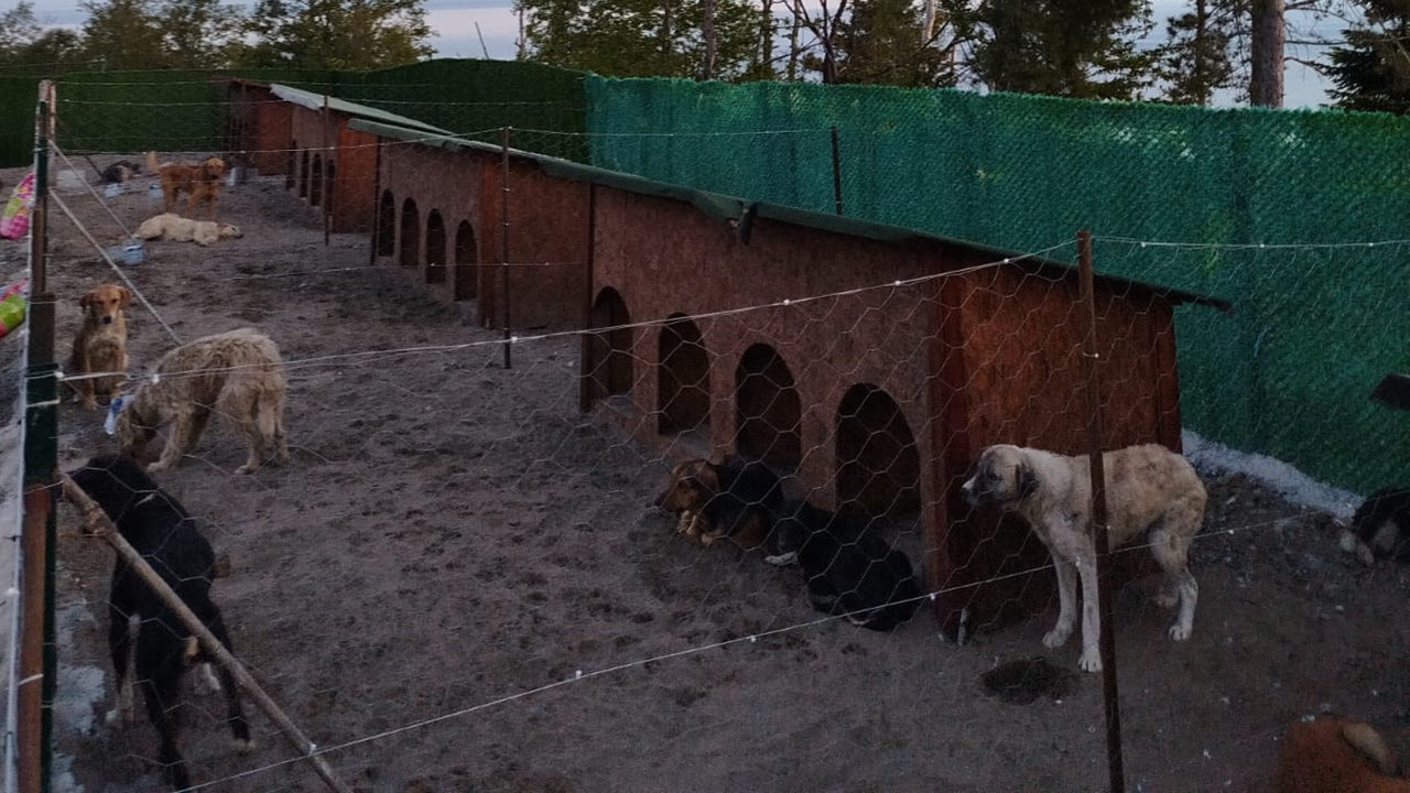 Inebolu Başıboş Köpek (3)