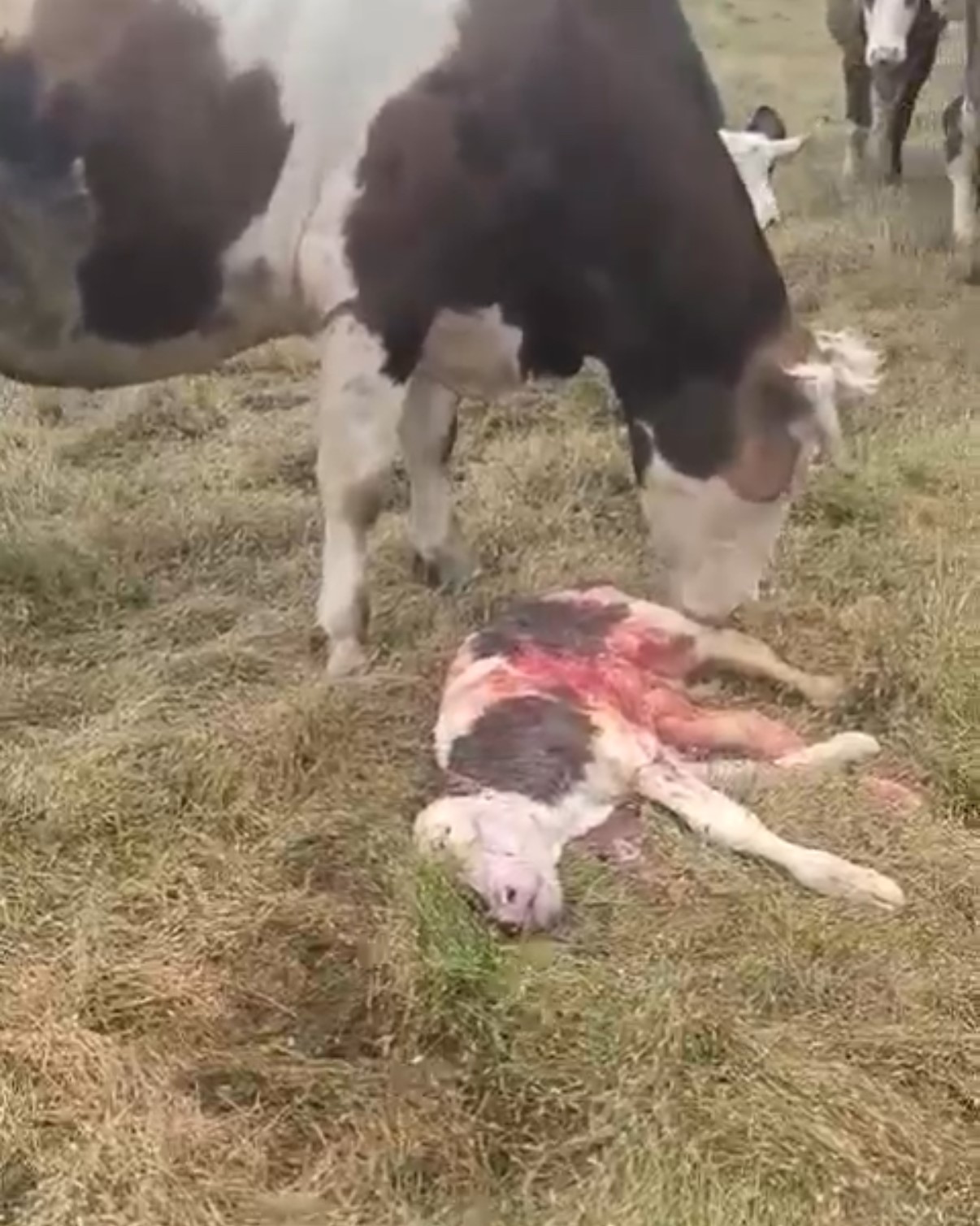 Jandarma Zor Doğuma Müdahale Etti Anne Ve Buzağı Kurtarıldı 1