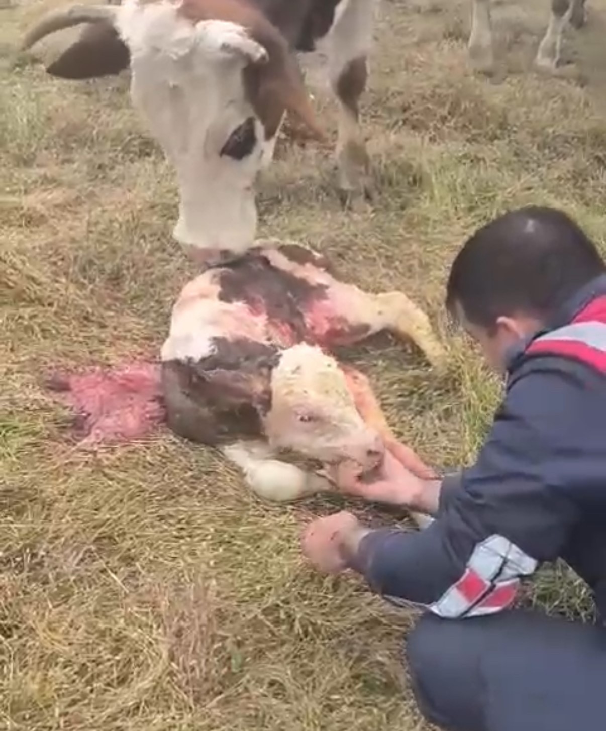 Jandarma Zor Doğuma Müdahale Etti Anne Ve Buzağı Kurtarıldı 2