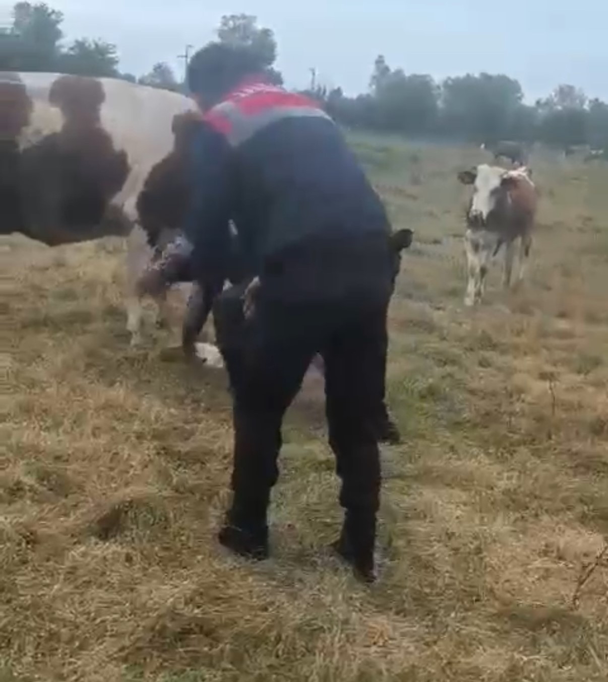 Jandarma Zor Doğuma Müdahale Etti Anne Ve Buzağı Kurtarıldı 3