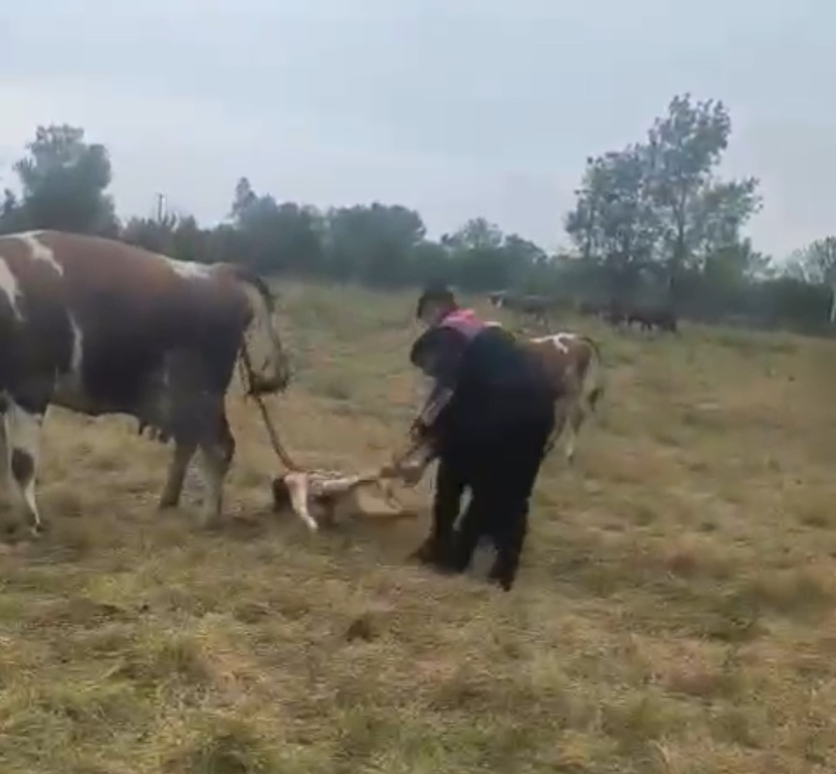 Jandarma Zor Doğuma Müdahale Etti Anne Ve Buzağı Kurtarıldı 8