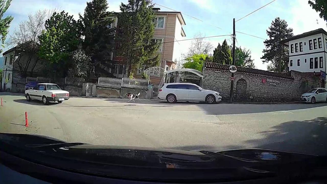 Karabük Tavuk Köpek (1)