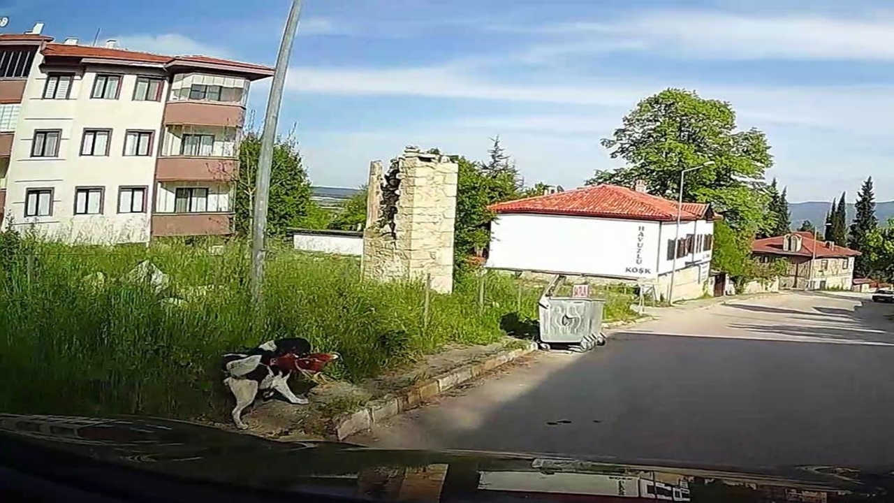 Karabük Tavuk Köpek (2)