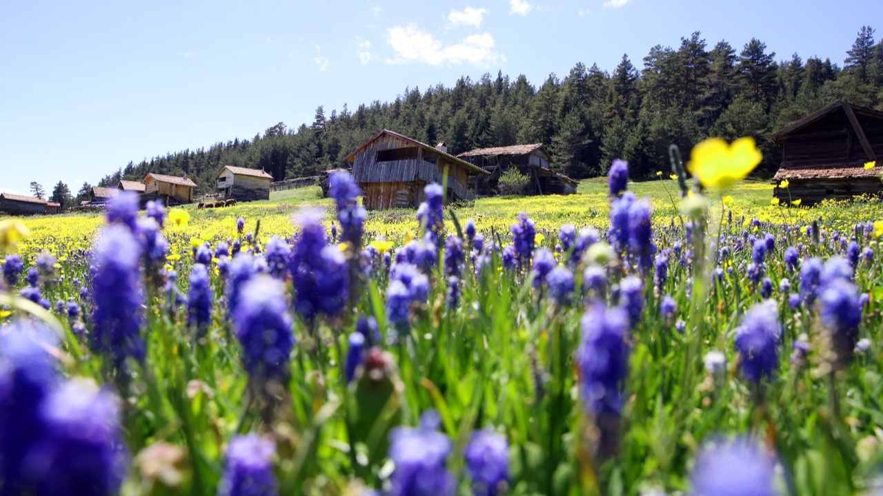 Kastamonu Araç Yaylaları (10)