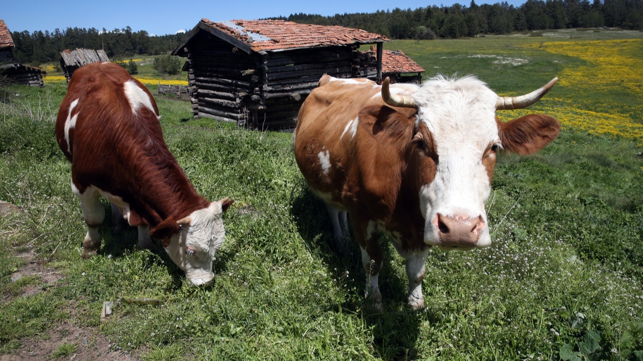 Kastamonu Araç Yaylaları (12)