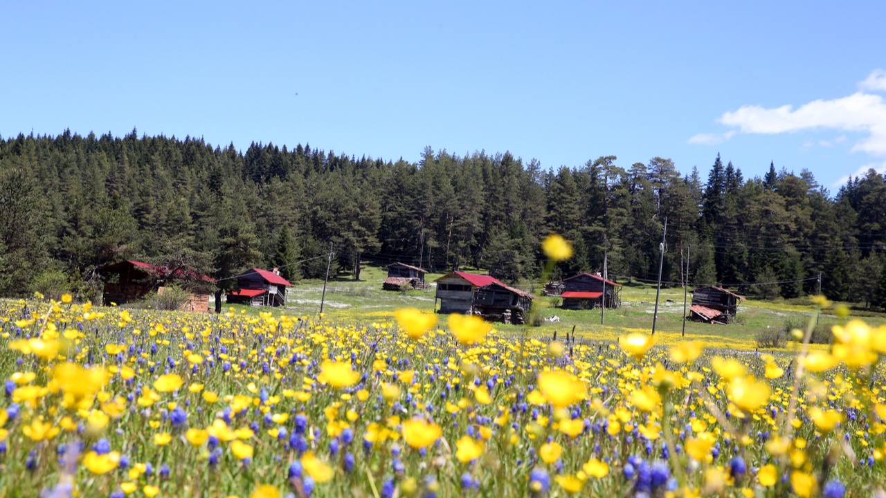 Kastamonu Araç Yaylaları (5)