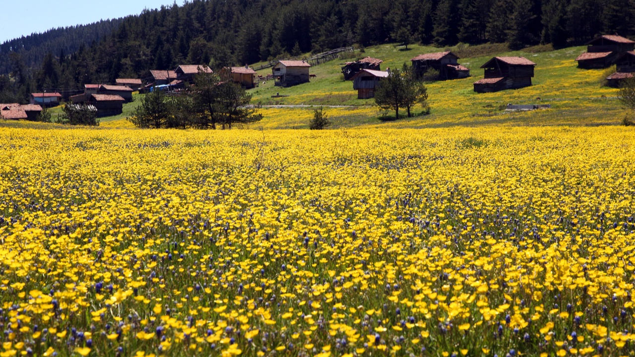 Kastamonu Araç Yaylaları (7)