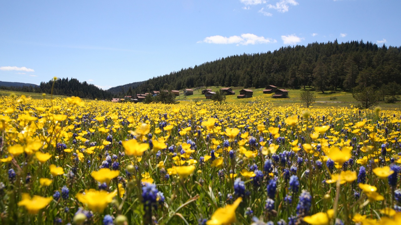 Kastamonu Araç Yaylaları (8)