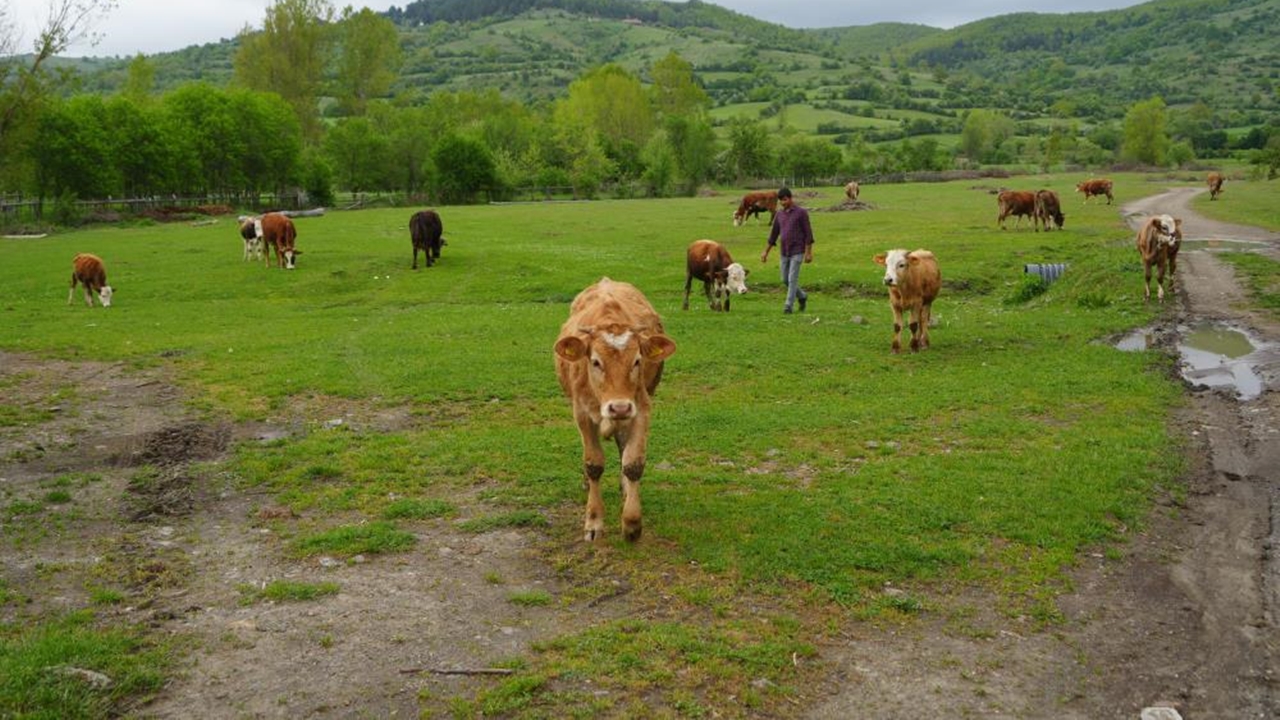 Kastamonu Azdavay Hayvancılık (2)