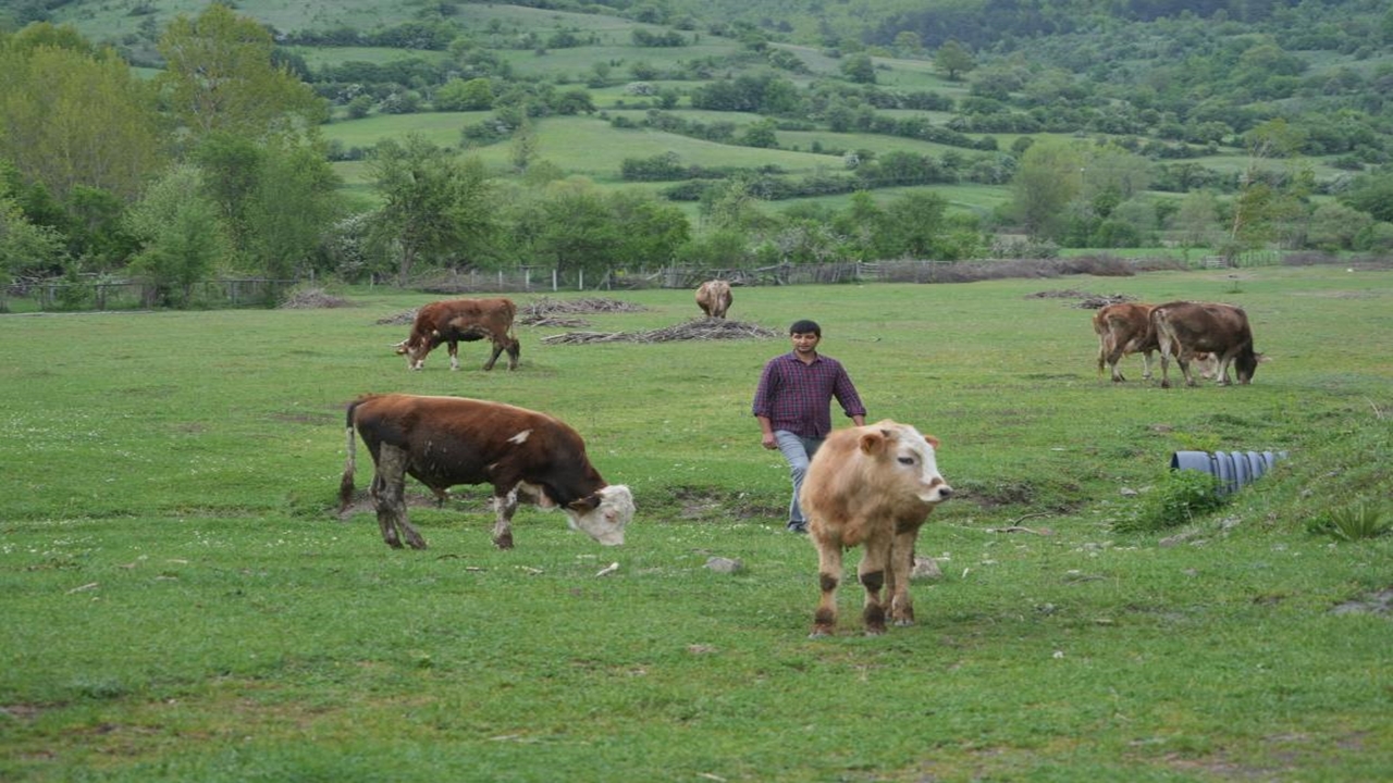 Kastamonu Azdavay Hayvancılık (3)