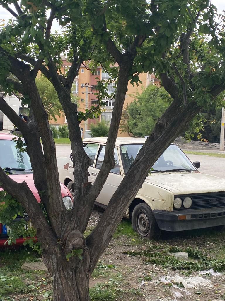 Kastamonu Belediyesi Telleri Kaldırdı Tehlikeye Anında Müdahale Etti!