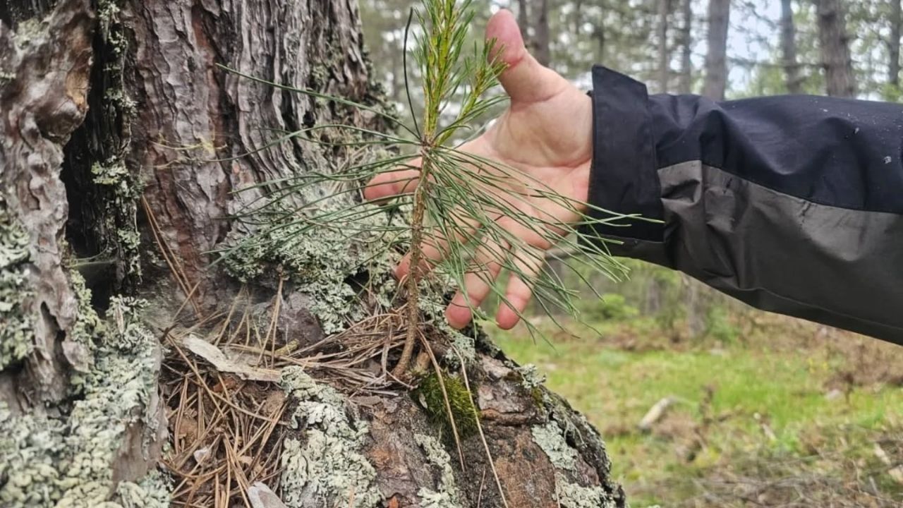 Kastamonu Obm Gençleştirme Çalışmalarını Yerinde Inceledi (4)