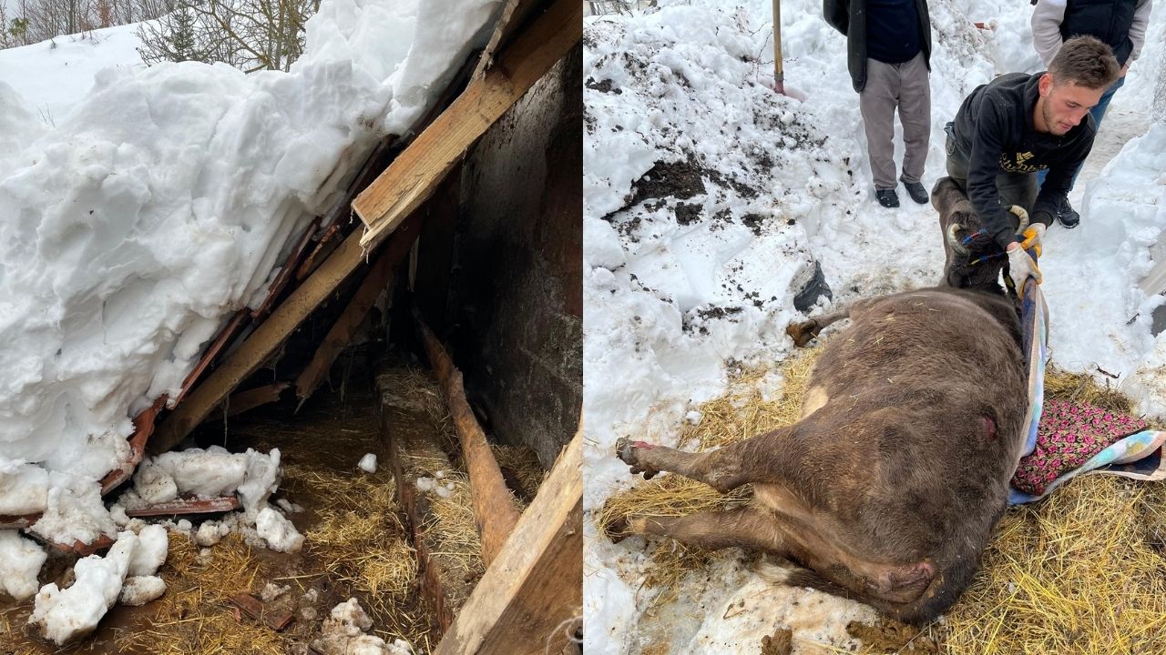 Kastamonu’da Ahırı Kar Altında Kalan Köylüye Çadır Ahır Desteği (2)