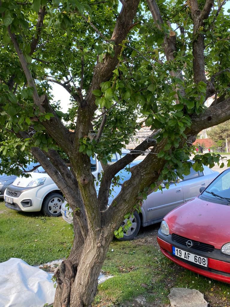 Kastamonu’da Belediyeye Ait Ağaca Dikenli Tel Vatandaşlardan Tepki Geldi! 2