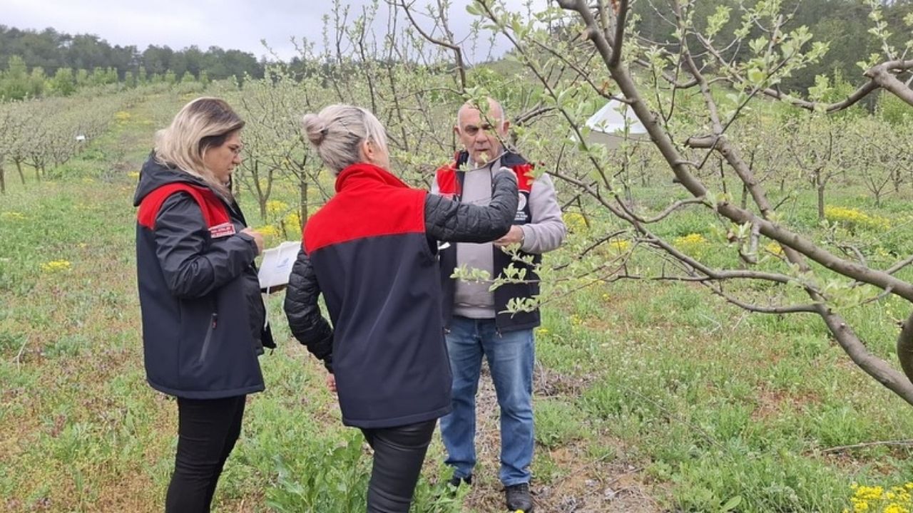 Kastamonu'da Elma İçkurdu İle Mücadele Başladı (1)
