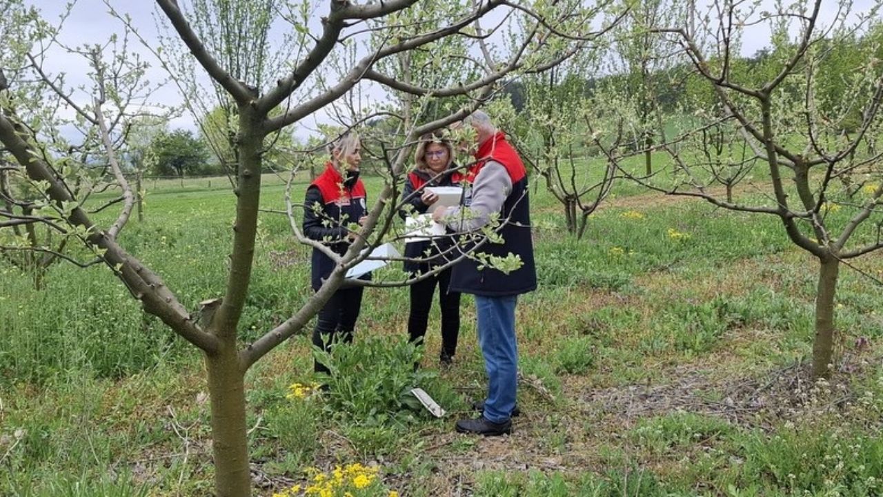 Kastamonu'da Elma İçkurdu İle Mücadele Başladı (2)