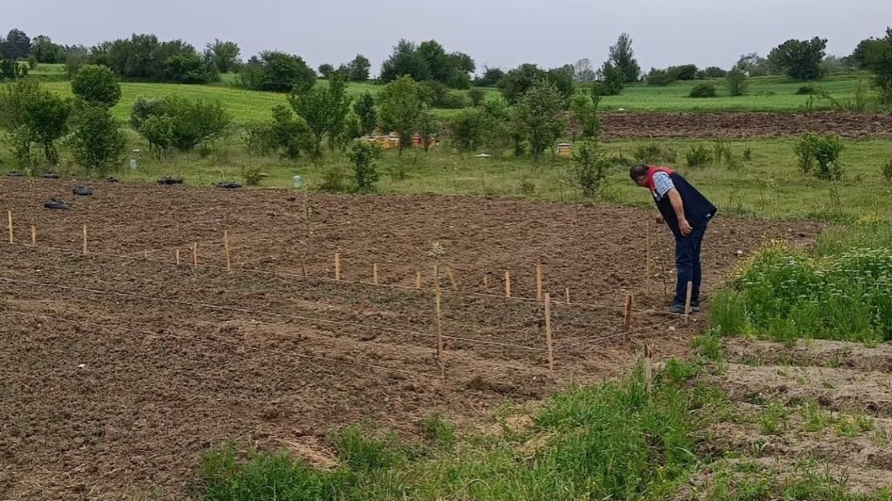 Kastamonu’da Organik Siyez Tarımı Destekleniyor Ata Tohumu Geleceğe Taşınıyor (1)