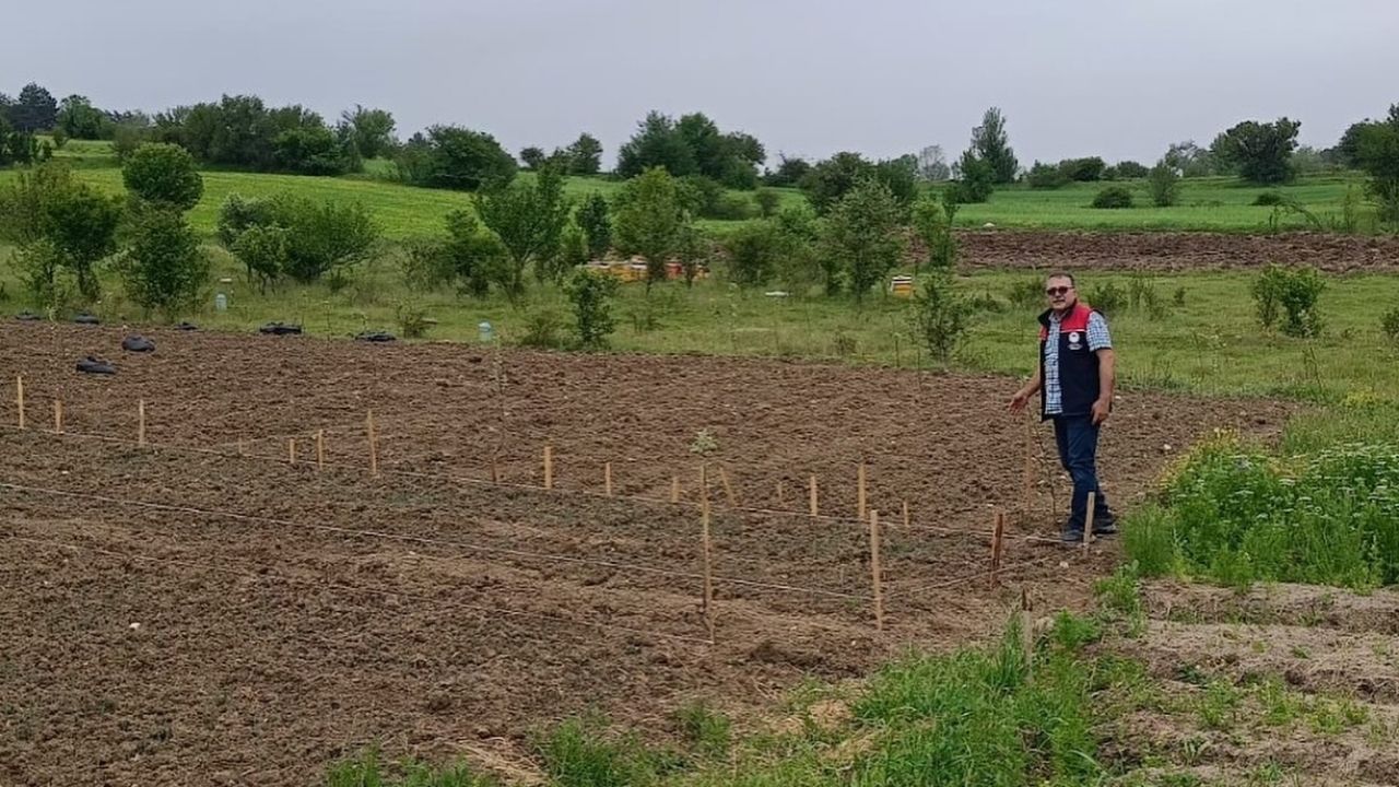 Kastamonu’da Organik Siyez Tarımı Destekleniyor Ata Tohumu Geleceğe Taşınıyor (2)