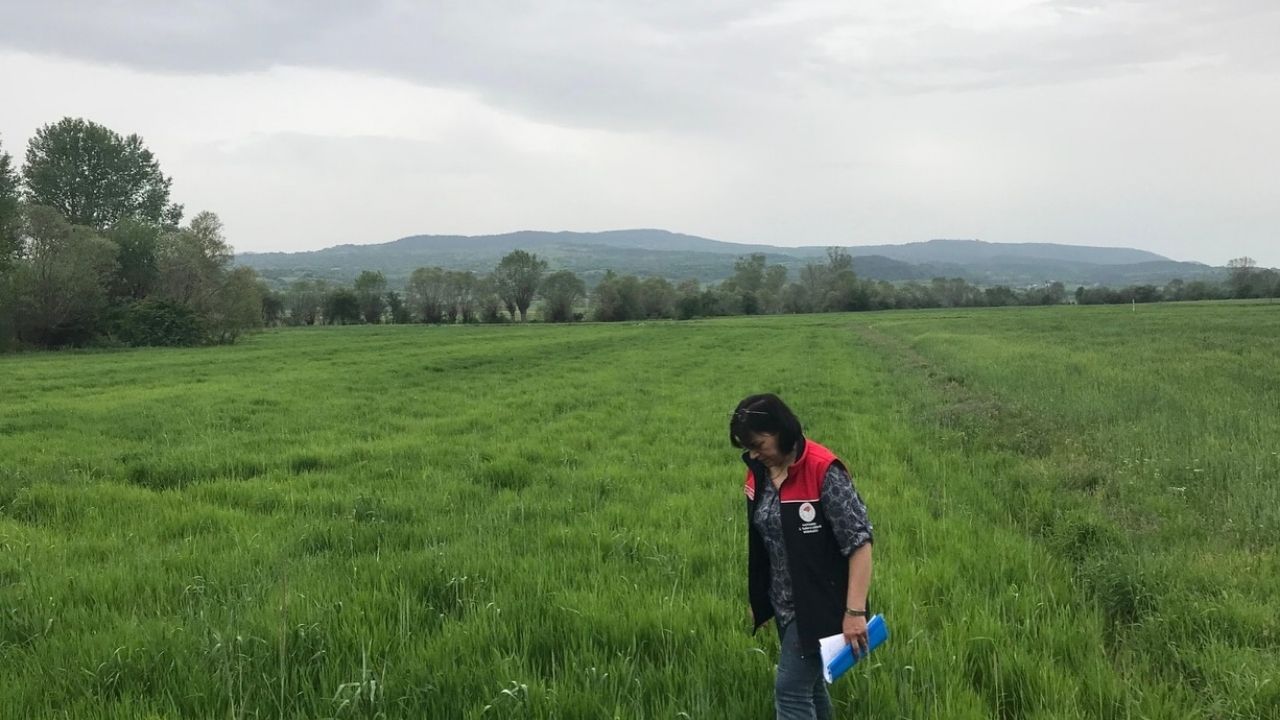 Kastamonu’da Organik Siyez Tarımı Destekleniyor Ata Tohumu Geleceğe Taşınıyor (3)