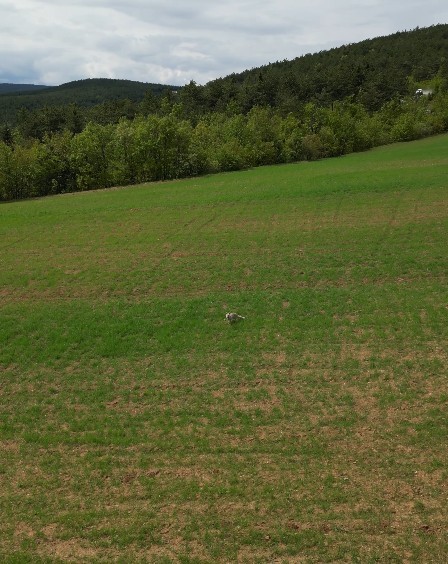 Kastamonu'da Tilkinin Dronla Imtihanı Sosyal Medyada Ilgi Gördü! 1