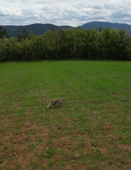 Kastamonu'da Tilkinin Dronla Imtihanı Sosyal Medyada Ilgi Gördü! 2