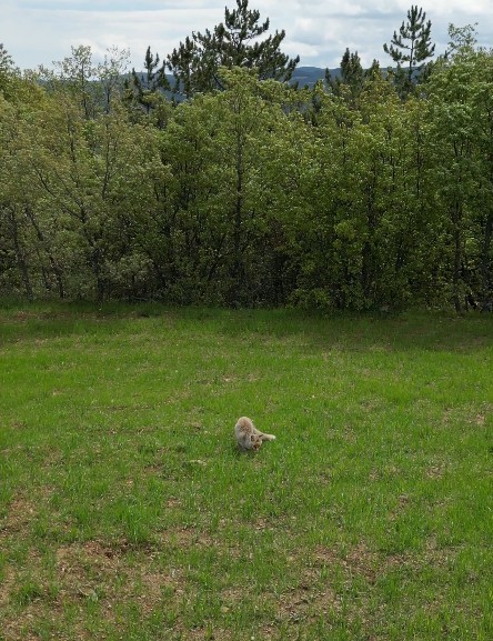 Kastamonu'da Tilkinin Dronla Imtihanı Sosyal Medyada Ilgi Gördü!