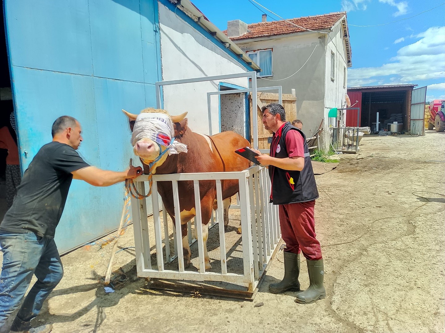 Kastamonu'dan İstanbul'a Kurbanlıklar Sevk Edilmeye Başlandı! 8
