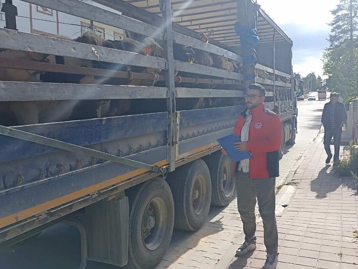 Kastamonu'dan İstanbul'a Kurbanlıklar Sevk Edilmeye Başlandı!