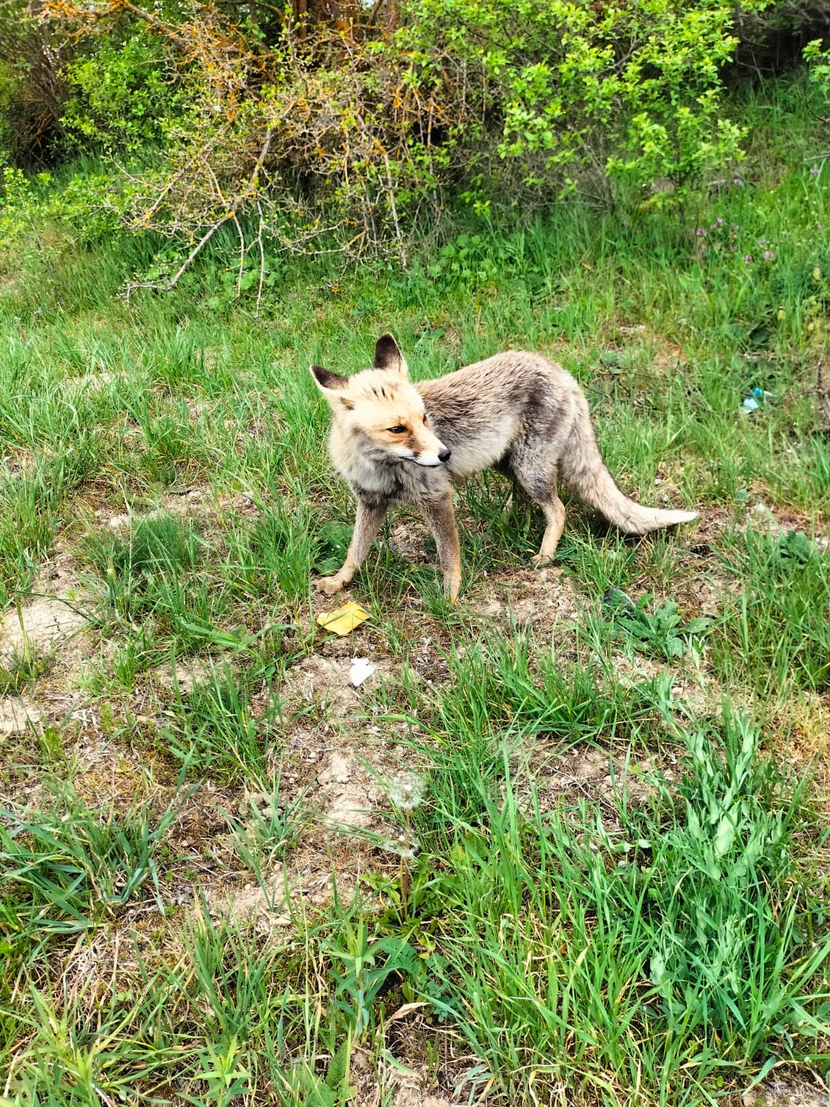 Kastamonu'nun Ilçesinde Görüntülendi Vatandaş Börekle Besledi! 1