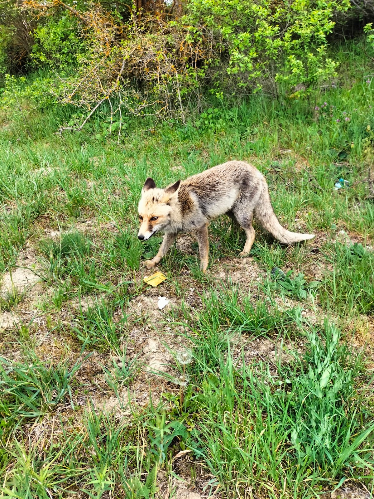 Kastamonu'nun Ilçesinde Görüntülendi Vatandaş Börekle Besledi! 2