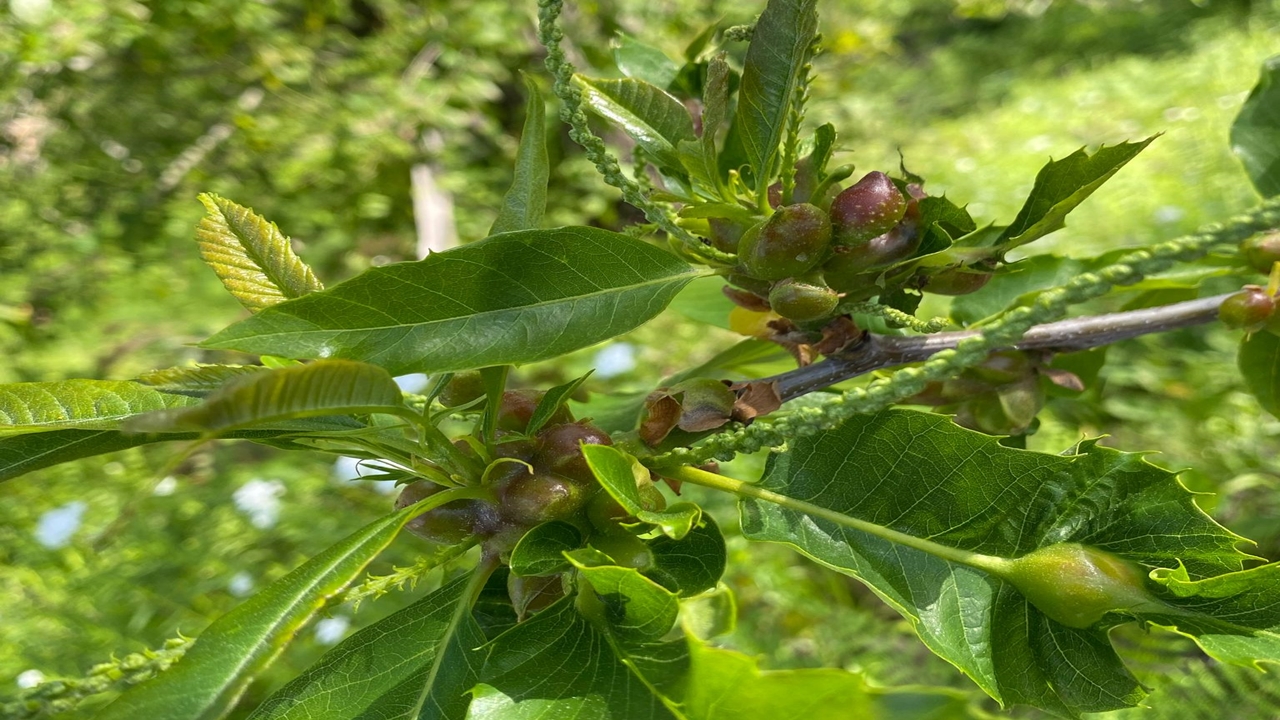 Kestane Gal Arısı (2)