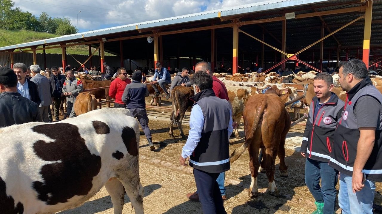 Kurban Bayramı Öncesi Kastamonu’da Hayvan Pazarlarına Sıkı Denetim (4)