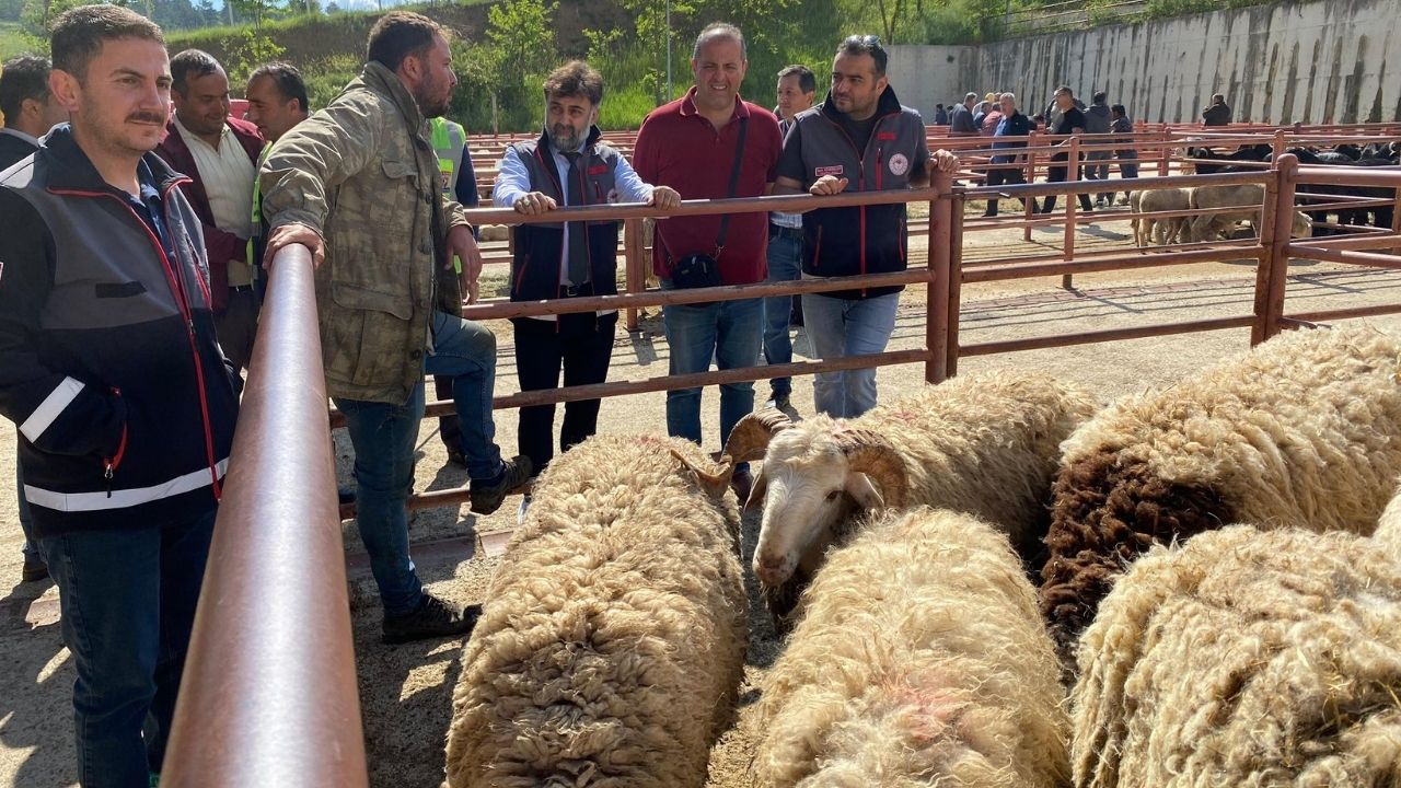 Kurban Bayramı Öncesi Kastamonu’da Hayvan Pazarlarına Sıkı Denetim (5)
