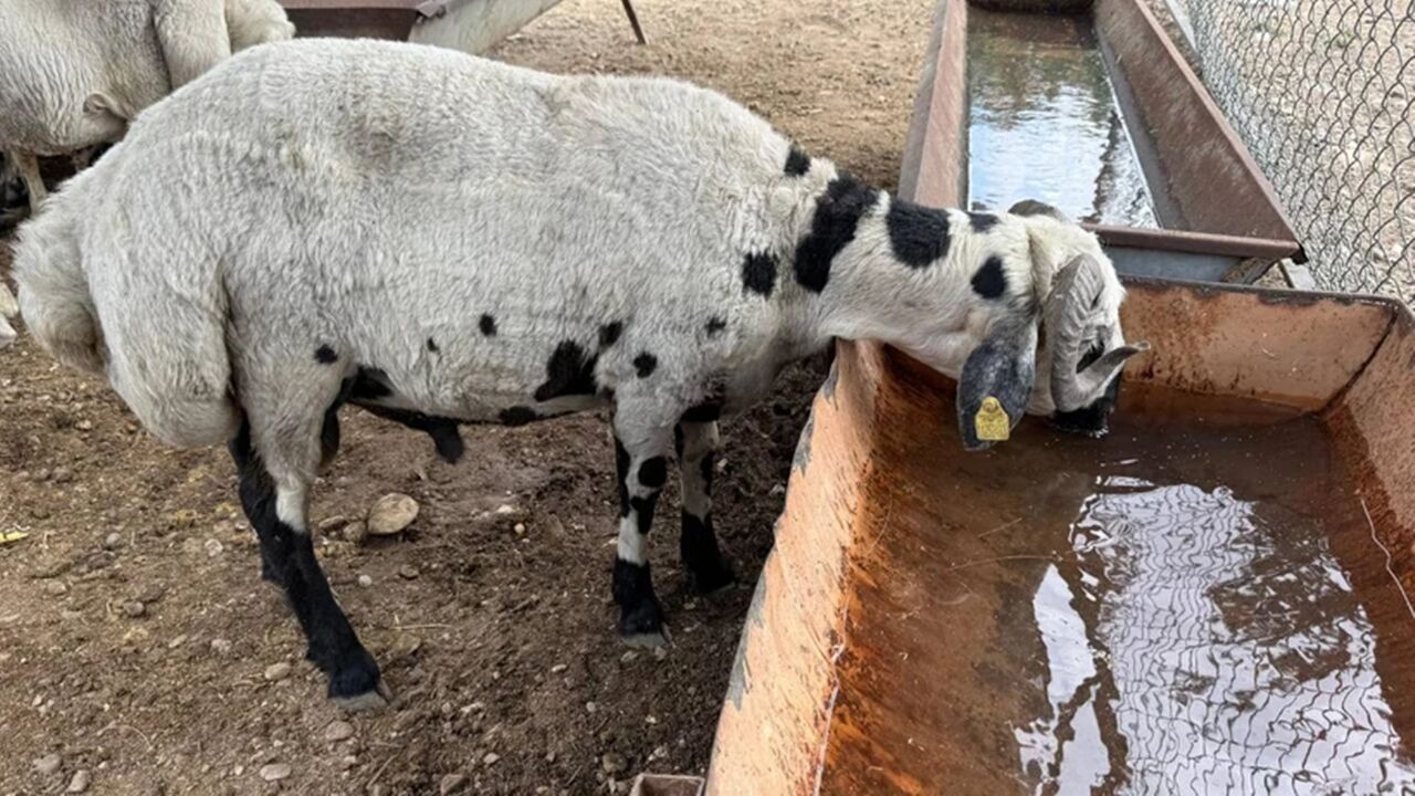 Kurbanlık Hayvan Sanhte